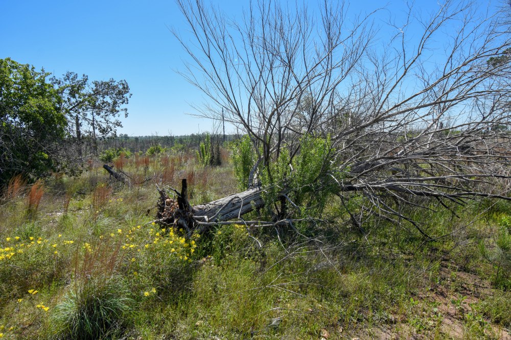 Bastrop State Park-13