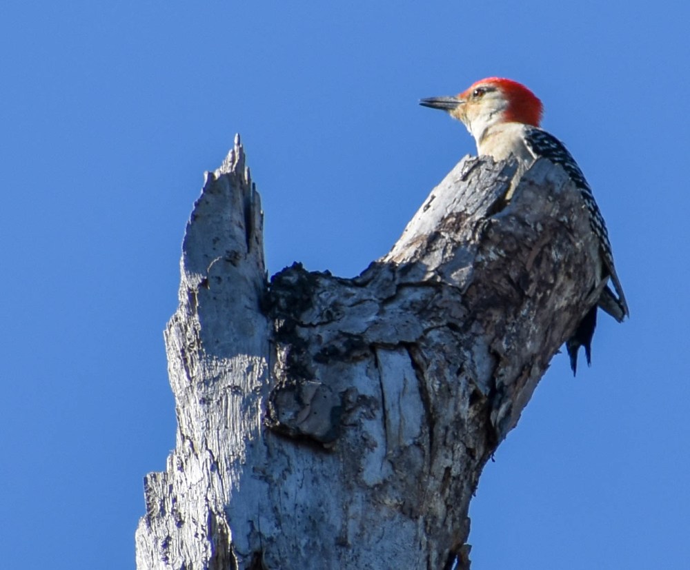 Bastrop State Park-2