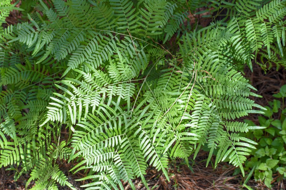 Bastrop State Park-20