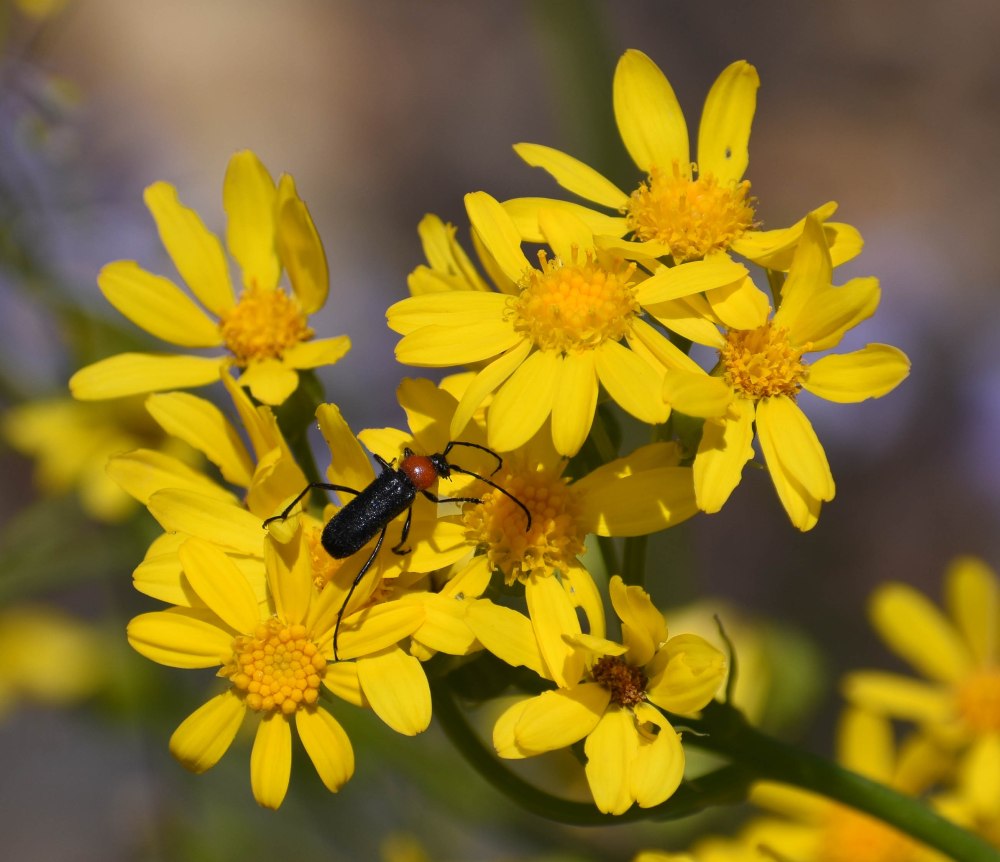 Bastrop State Park-29