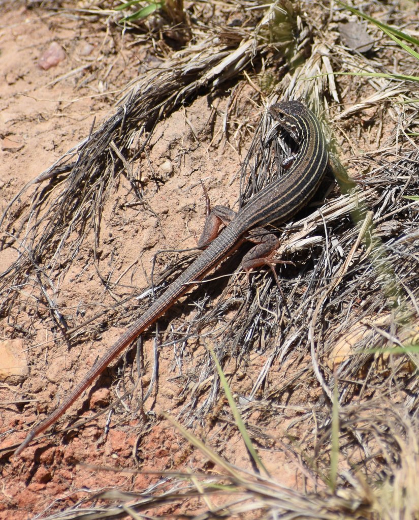 Bastrop State Park-33