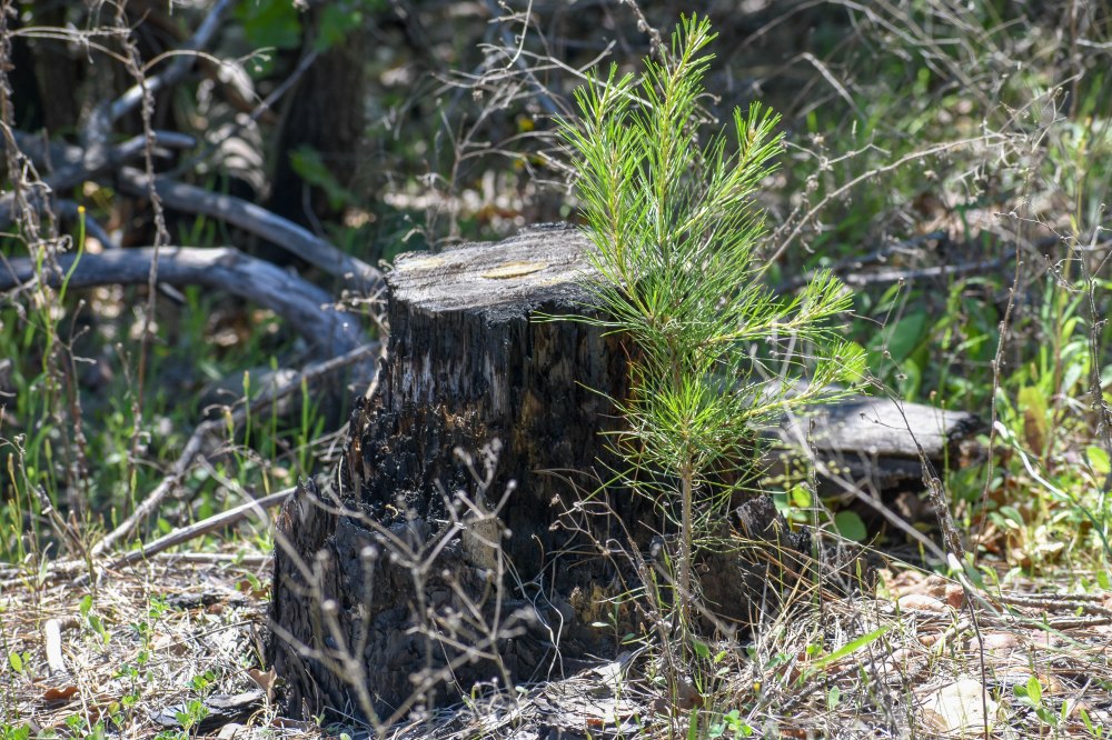 Bastrop State Park-18