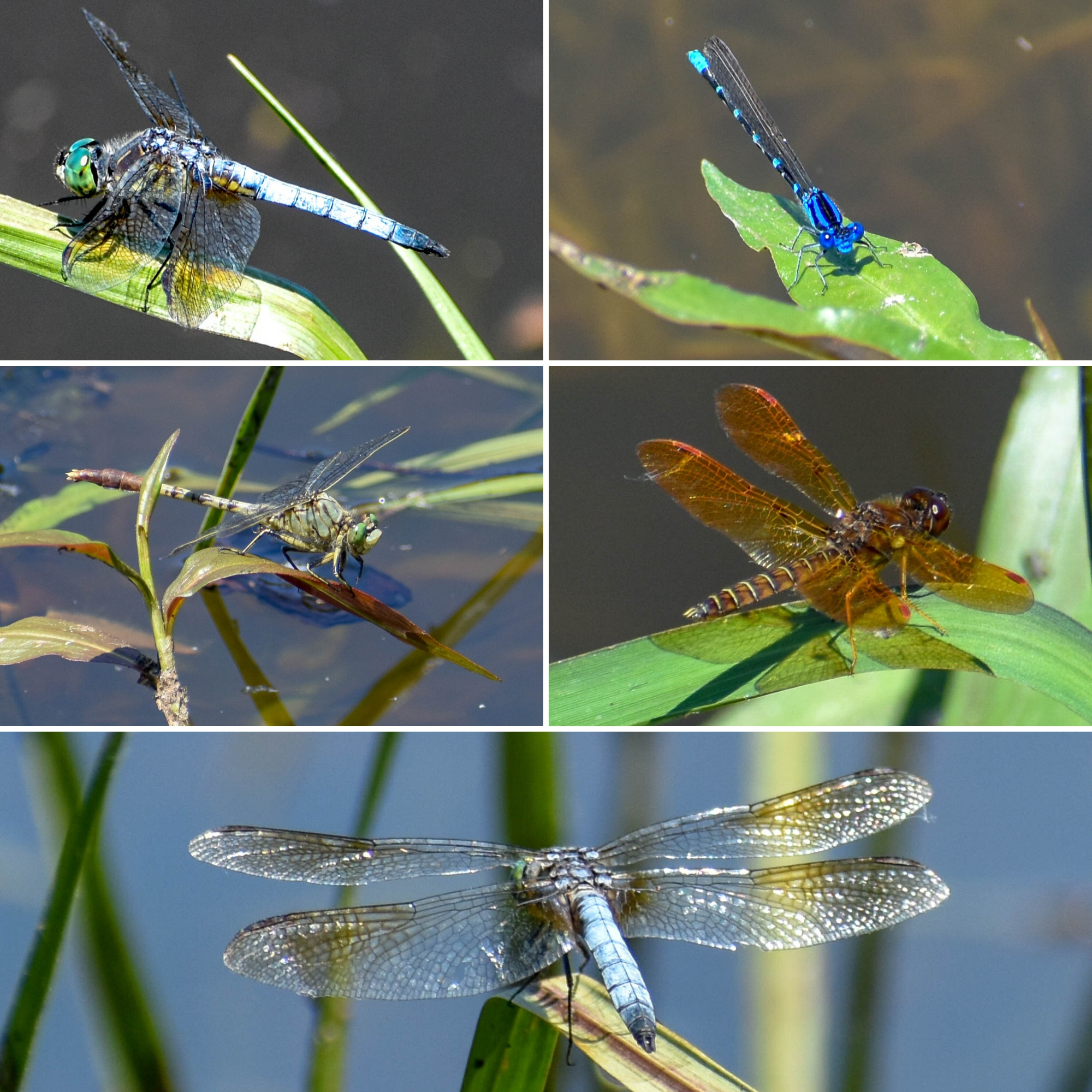 dragonfly collage